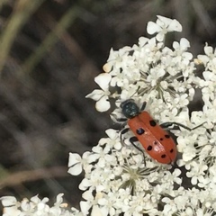 Trichodes octopunctatus