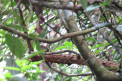 Eurylaimus javanicus