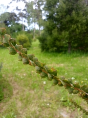 Acacia cultriformis