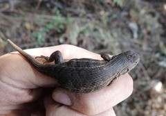 Sceloporus aeneus