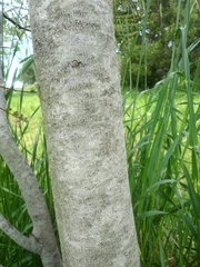 Acacia cultriformis