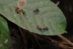 Ropalidia sumatrae