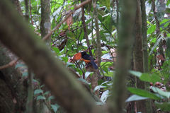 Copsychus stricklandii stricklandii