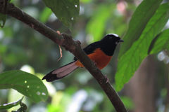 Copsychus stricklandii stricklandii