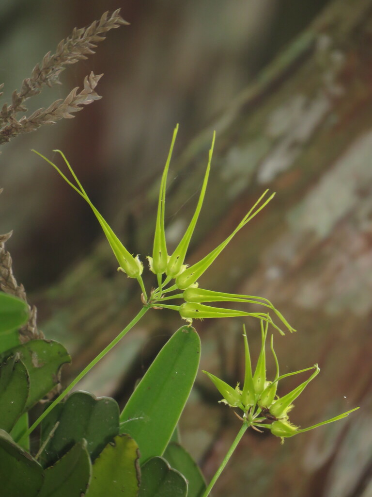 Bulbophyllum pecten-veneris (Finet) Garay, Hamer & Siegerist 3