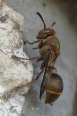 Ropalidia capensis