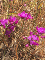 Allium dichlamydeum