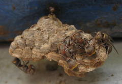 Ropalidia capensis