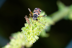 Beosus quadripunctatus