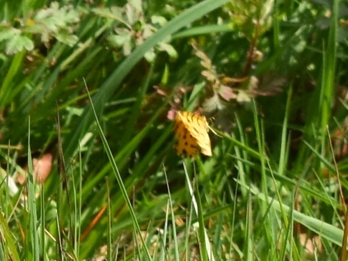 Speckled Yellow, 4721 Kelmis, Bélgica, photo 5 of 10