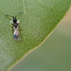 Diapriinae
