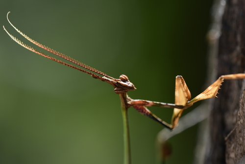 Chopardempusa neglecta