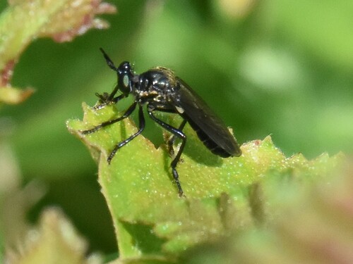 violet black-legged robber fly, Groesbeek, Nederland, photo 9 of 10