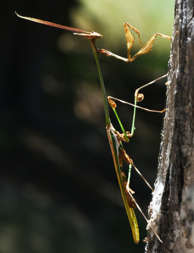 Chopardempusa neglecta