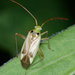 Alfalfa Plant Bug - Photo (c) salvatore_infanti, some rights reserved (CC BY-NC), uploaded by salvatore_infanti
