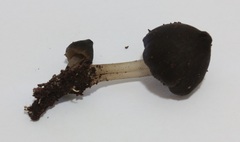 Pseudohydropus commenticius