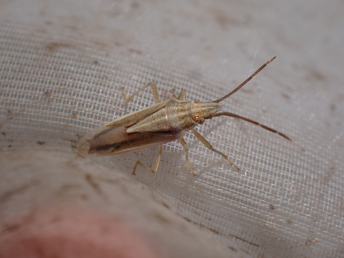 Mecidea longula