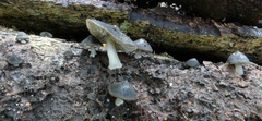 Pseudohydropus commenticius