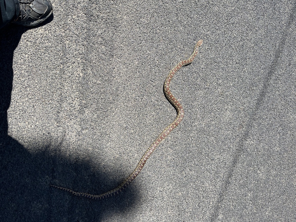 Gopher Snake from Gillis Rd, Stockton, CA, US on May 3, 2024 at 1214