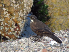 Cinclodes nigrofumosus