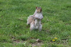 Sciurus carolinensis