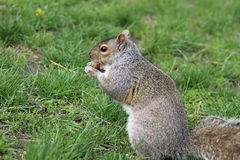 Sciurus carolinensis