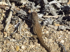 Liolaemus zapallarensis