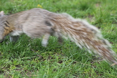 Sciurus carolinensis