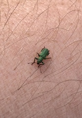 Pachyrhinus lethierryi