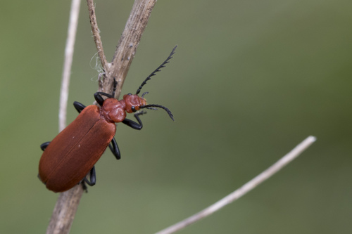 Pyrochroa serraticornis