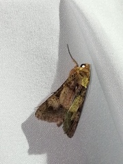 Melipotis agrotoides