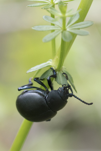 Timarcha tenebricosa