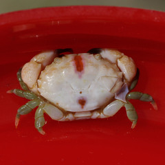 Euryxanthops flexidentatus