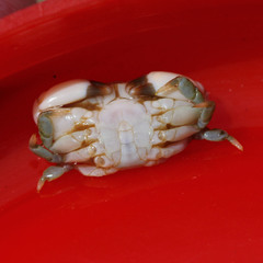 Euryxanthops flexidentatus