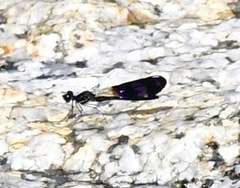 Aristocypha fenestrella