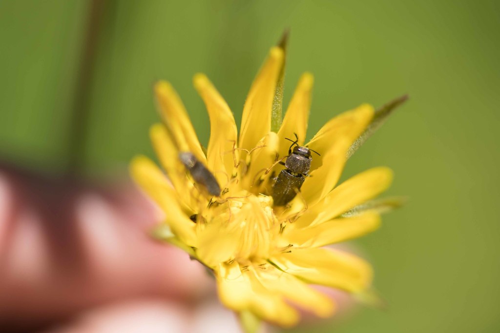 Anthaxia confusa baudii