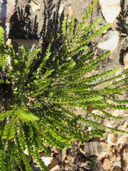 Cliffortia pulchella