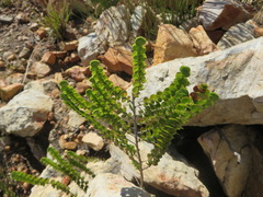 Cliffortia pulchella