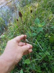 Xyris laxifolia iridifolia