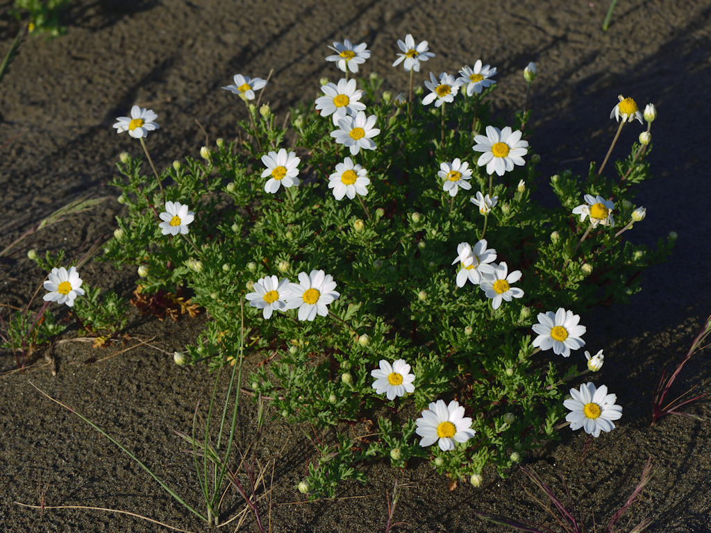 Sea Chamomile
