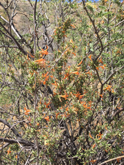 Anisacanthus thurberi