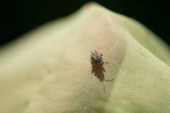 Peritrechus gracilicornis