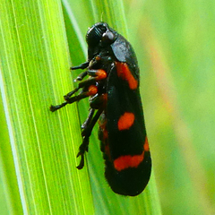 Cercopis intermedia