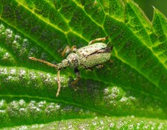 Phyllobius betulinus