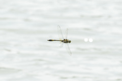 Epophthalmia elegans