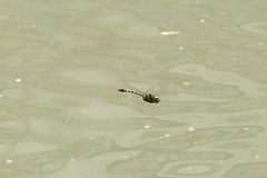 Epophthalmia elegans