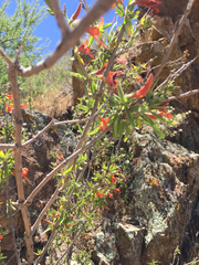 Anisacanthus thurberi