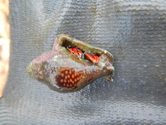 Calcinus californiensis