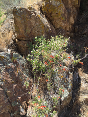 Anisacanthus thurberi