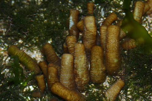 Isaurus maculatus